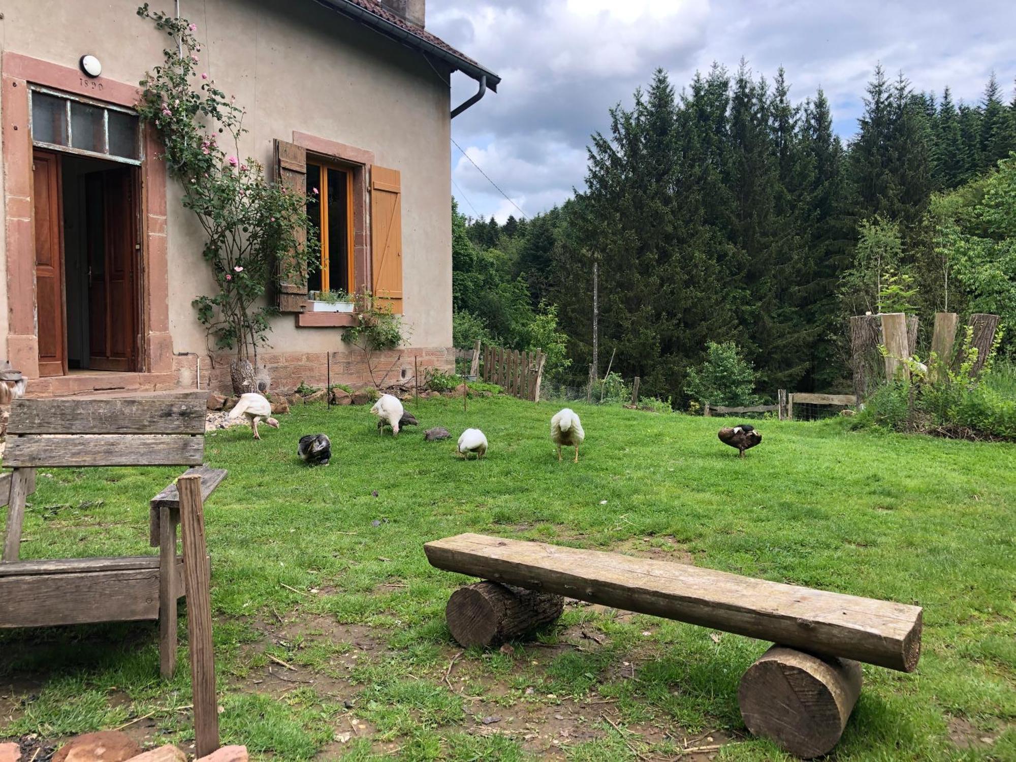 A l'orée de soi - Maison forestière de la Soie - Eco gîte, chambres d'hôtes, camping au pied des Vosges Saint-Sauveur (Meurthe-et-Moselle) Exterior foto